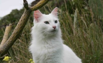 Clínica Veterinaria Vesal