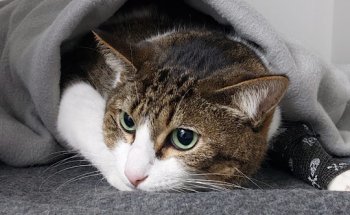 Centro Veterinario La Granja