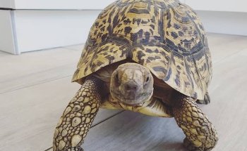 Clínica Veterinaria Las Indias