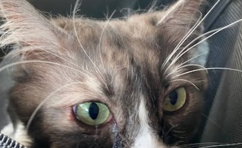 Clínica Veterinaria La Gallega