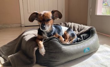 Mascotas Baby Clínica Veterinaria