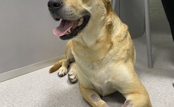 Hospital Veterinario Los Majuelos