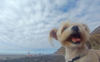 Centro veterinario Virgen de la Candelaria cb