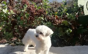 Consultorio Veterinarios Duggi