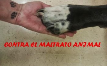 Centro Veterinario Raska y Pika