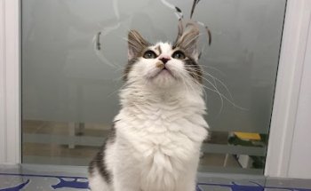 Danavet Clínica Veterinaria