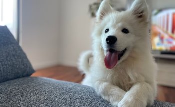 Clínica Veterinaria Parque Morales