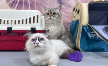 Clínica Veterinaria Los Robles