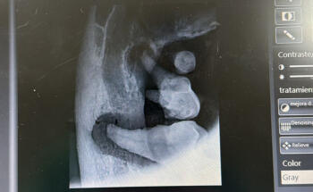 Clínica Veterinaria Los Robles