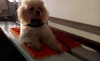 Clínica Veterinaria Canalejas