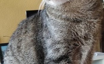 Clínica veterinaria Gonzalo Aja