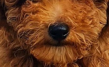 Clínica Veterinaria El Alisal