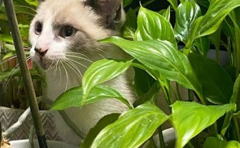 ANIMALS CANTABRIA | Hospital veterinario 24 horas