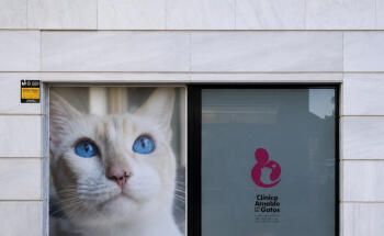 Clínica Veterinaria Como Reyes