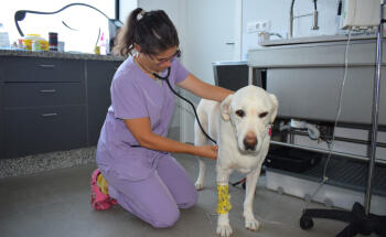 Clínica Veterinaria Como Reyes