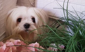 CLINICA VETERINARIA SAN BERNARDO