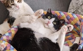 Clínica Veterinaria Híspalis