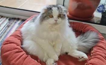 Centro Veterinario Triana