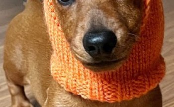 Clínica Veterinaria García Vallejo