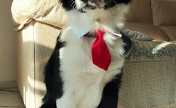 Canitas Veterinaria Sevilla Este