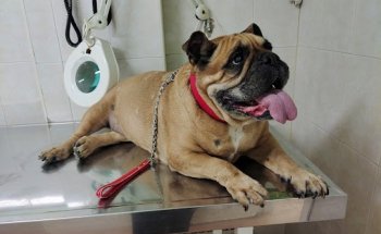 Las Palmeras Clínica Veterinaria