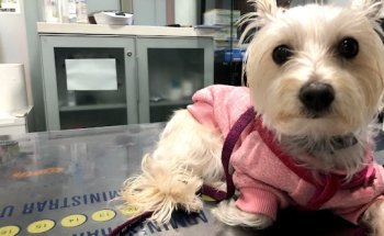 Canitas Veterinaria Sevilla - Luis Montoto