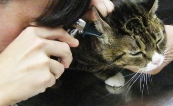 CLINICA VETERINARIA DIRUS