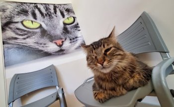 Clínica Veterinaria en Sevilla Este Estivet