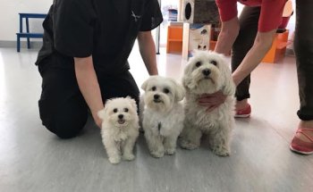 Clínica Veterinaria Nexo Loscertales