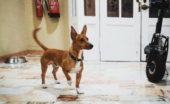 Centro Veterinario Mayo