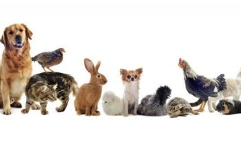 Clínica Veterinaria Gestyvet Pinomontano