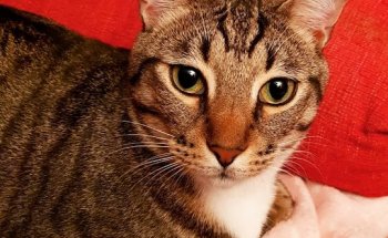 Centro Veterinario Tarragona