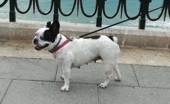 Tàrraco Veterinària