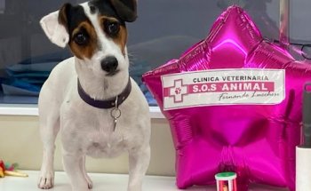 Clinica Veterinaria S.O.S ANIMAL Fernando Lucchesi