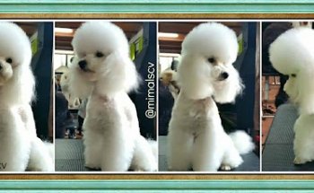 Mima'ls Perruqueria Canina y Clínica Veterinària