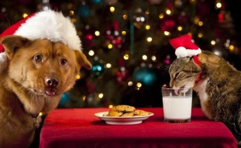 Clínica Veterinaria Fuenfresca