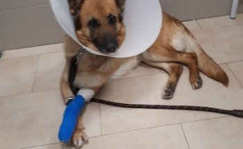 Clínica Veterinaria en Toledo TUCAN