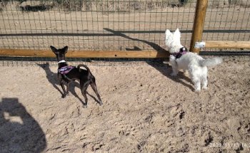 Calma clínica veterinaria