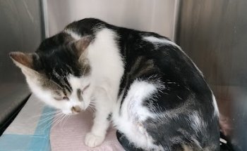 Clínica Veterinaria Salud Animal