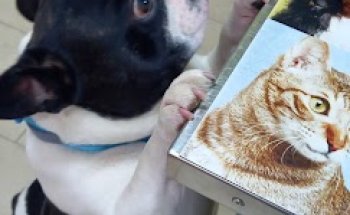 CONSULTA VETERINARIA LAS PERDICES