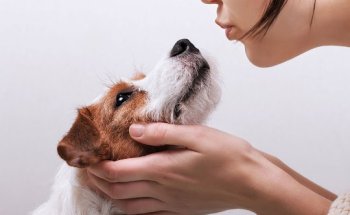 Veterinario en Valencia - Centro Médico Veterinario El Palau