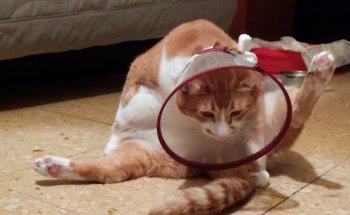 Clinica Veterinaria Año