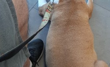 CENTRO VETERINARIO JUAN XXIII