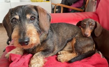 Clínica Veterinaria Sangueso