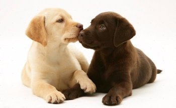 Clínica Veterinaria El Pilar