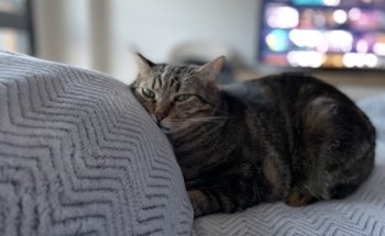 Centro Veterinario Sanpedro