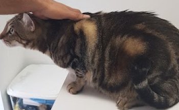 Consulta Veterinaria Nueve Vidas