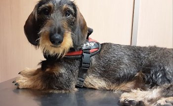 CLINICA VETERINARIA VIVEROS URGENCIAS 675371661