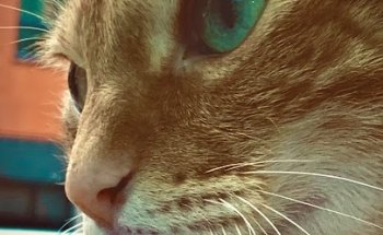 Valencia - Plans Veterinaria