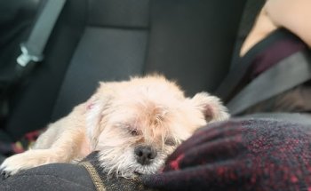 Clínica Veterinaria 4pates